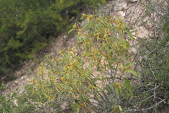 Solanum houstonii