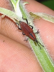 Rhodobaenus sanguineus