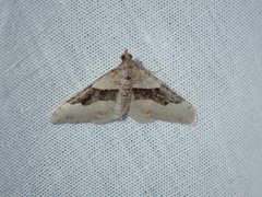Xanthorhoe