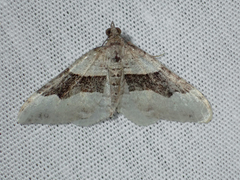 Xanthorhoe