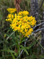 Solidago vossii