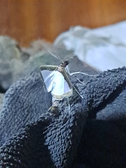 Diaphania hyalinata