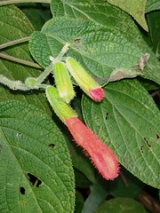 Salvia gesneriiflora