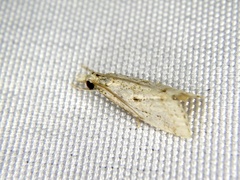Microchilo inouei