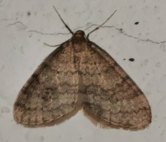 Operophtera