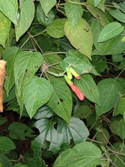 Salvia gesneriiflora