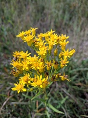 Solidago vossii
