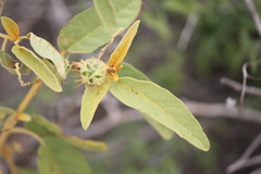 Solanum houstonii