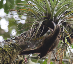 Xiphocolaptes promeropirhynchus