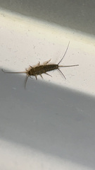 Ctenolepisma lineatum