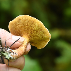 Suillus lakei