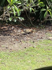 Centropus phasianinus