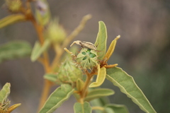 Solanum houstonii