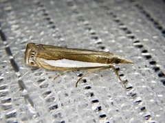 Crambus argyrophorus