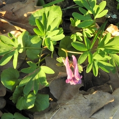 Corydalis