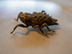 Poropterus ellipticus