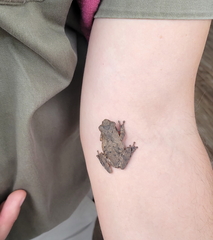 Chiromantis xerampelina