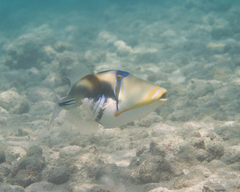 Rhinecanthus aculeatus