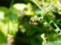 Phimenes flavopictus blanchardi