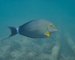 Acanthurus xanthopterus