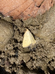 Marimatha nigrofimbria