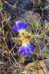 Blepharis diversispina