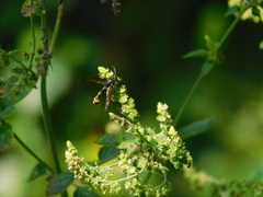 Phimenes flavopictus blanchardi