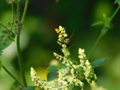 Phimenes flavopictus blanchardi