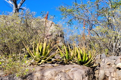 Aloe lutescens