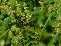 Phimenes flavopictus blanchardi
