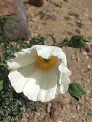 Argemone hunnemannii