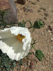 Argemone hunnemannii