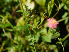 Phimenes flavopictus blanchardi