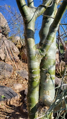 Commiphora marlothii