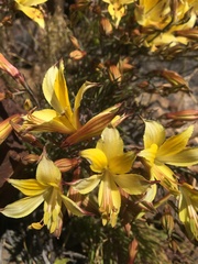 Alstroemeria kingii