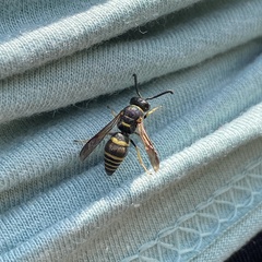 Euodynerus foraminatus