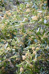 Pittosporum eugenioides