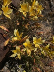 Alstroemeria kingii