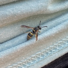 Euodynerus foraminatus