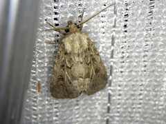 Spodoptera depravata