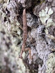 Stagmomantis carolina