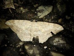 Luxiaria amasa