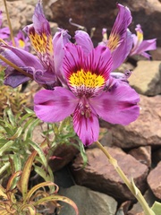 Alstroemeria
