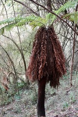 Dicksonia fibrosa