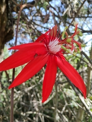 Coccinea