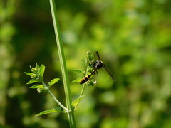 Phimenes flavopictus blanchardi