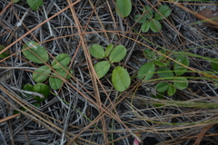 Tephrosia chrysophylla