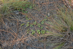 Tephrosia chrysophylla