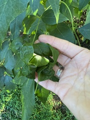 Prociphilus fraxinifolii