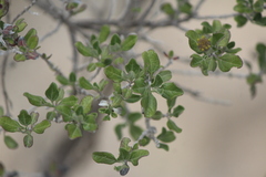 Calanticaria bicolor